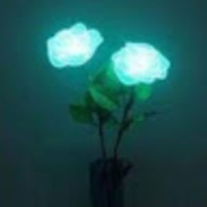 Meet your Posher, Bria